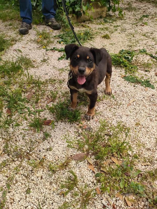 🐶 “Dodo, un cucciolo che non vuole crescere invisibile” Foto 7